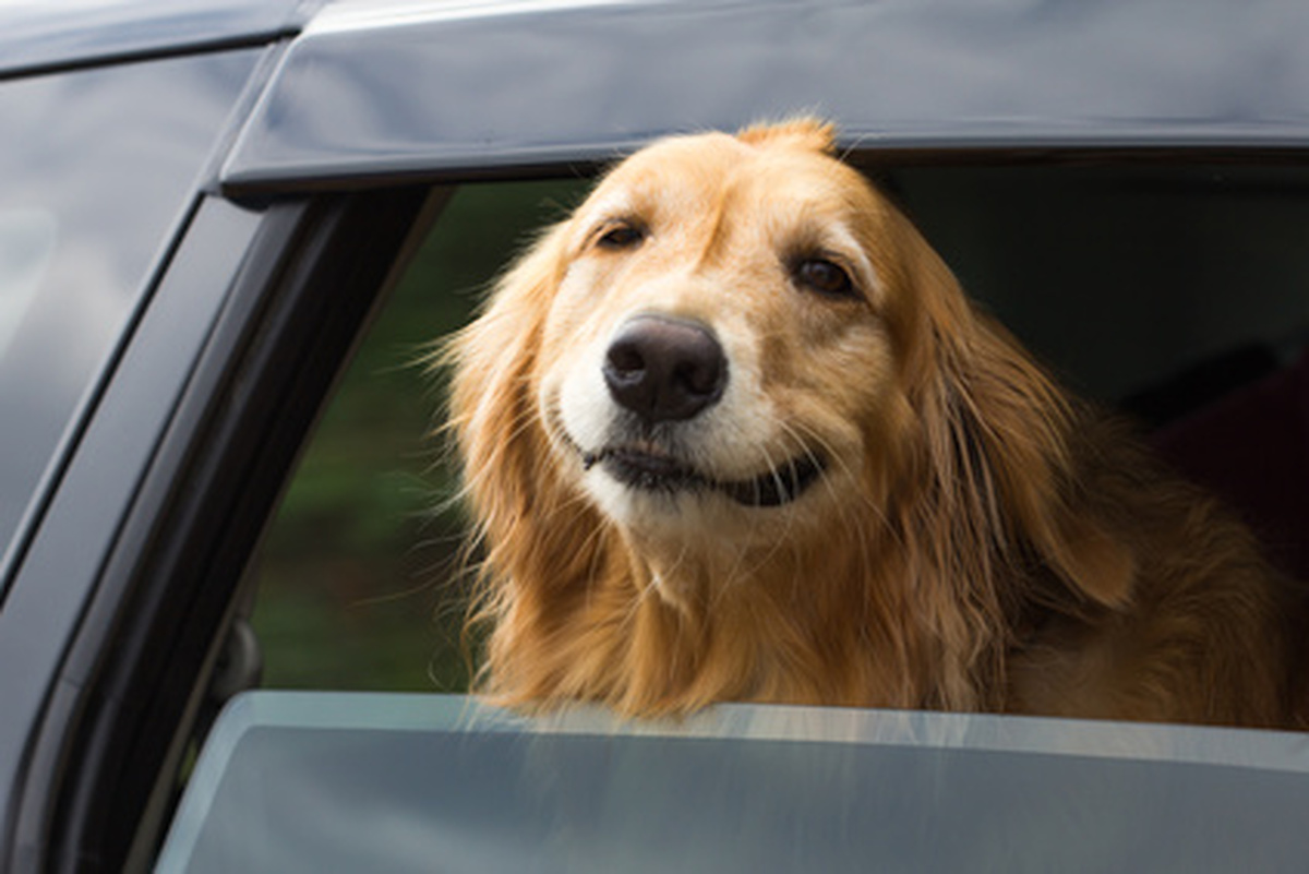 Hitzschlag: Hund im Auto lassen?