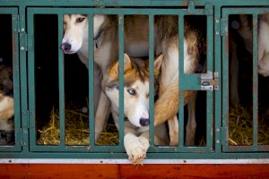 Verwaltungsgericht Koblenz entscheidet: Gnadenhof muss Hundebestand reduzieren